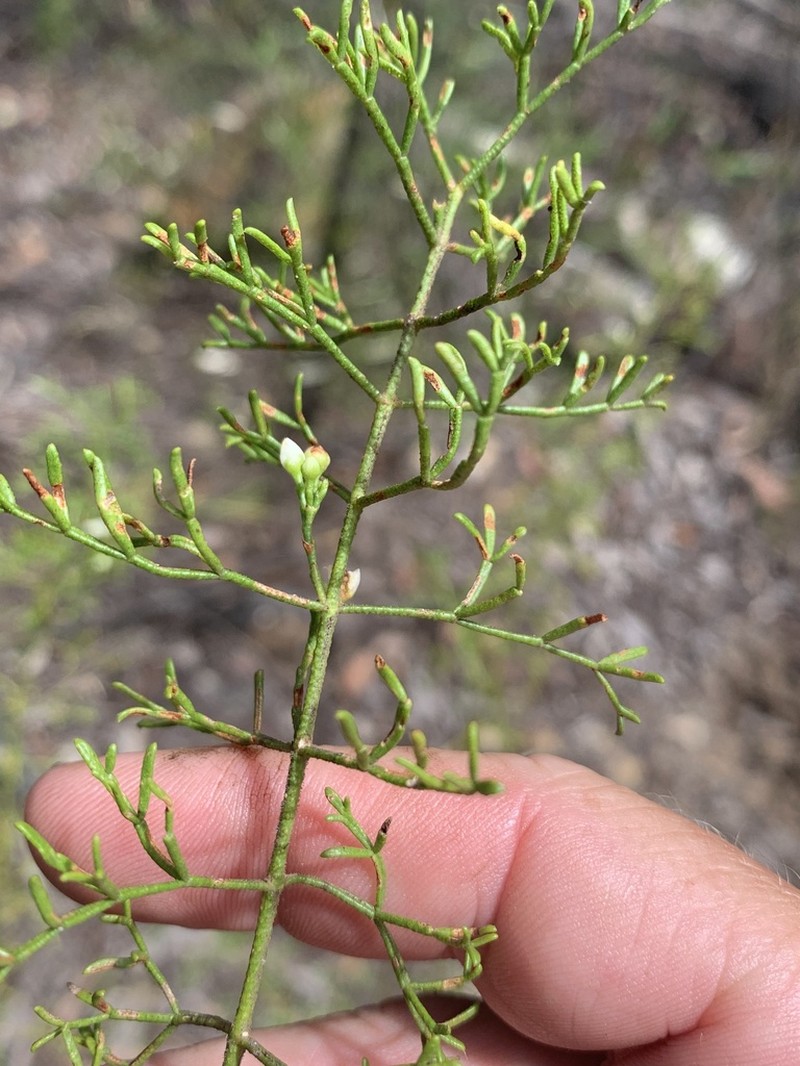 Cyanothamnus bipinnatus photo 3