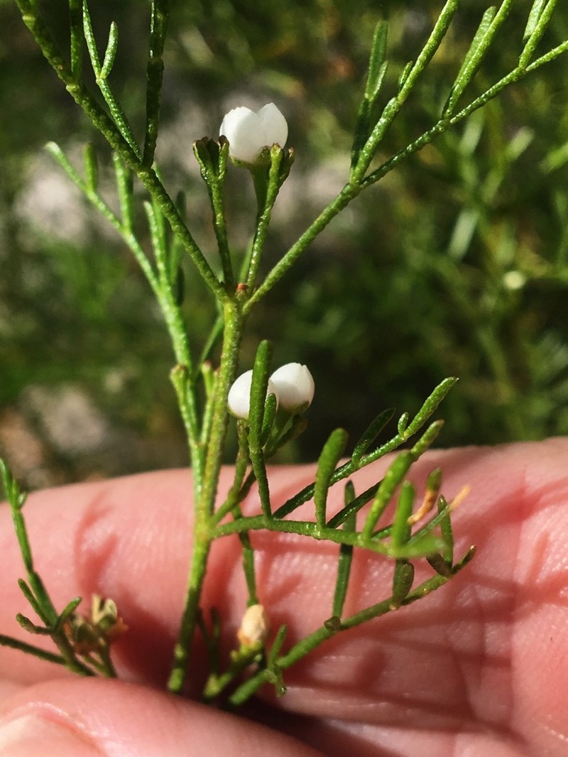 Cyanothamnus bipinnatus photo 4