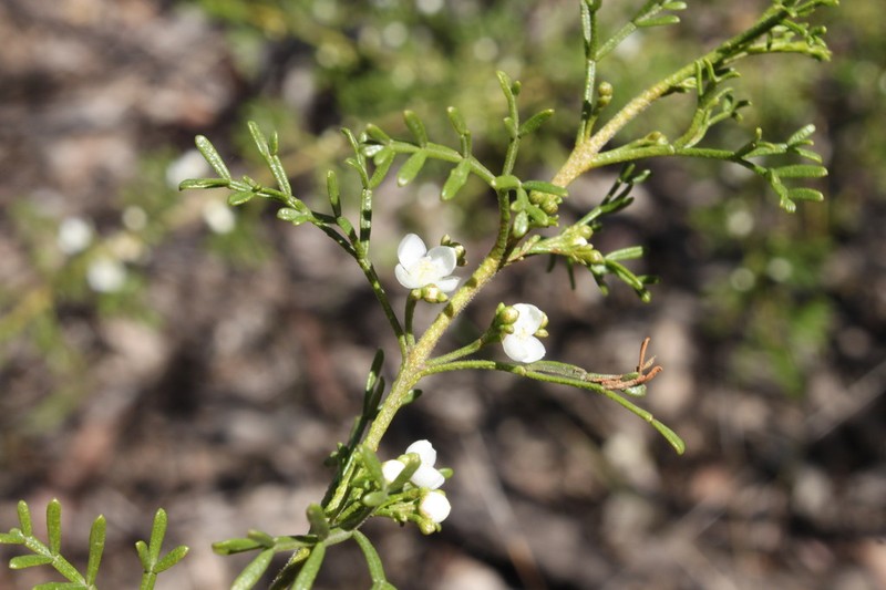 Cyanothamnus bipinnatus photo 5