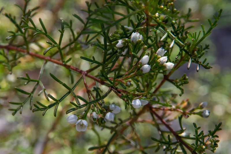 Cyanothamnus bipinnatus photo 6