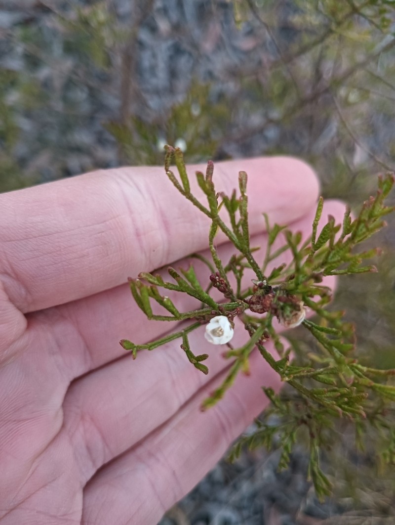 Cyanothamnus bipinnatus photo 7