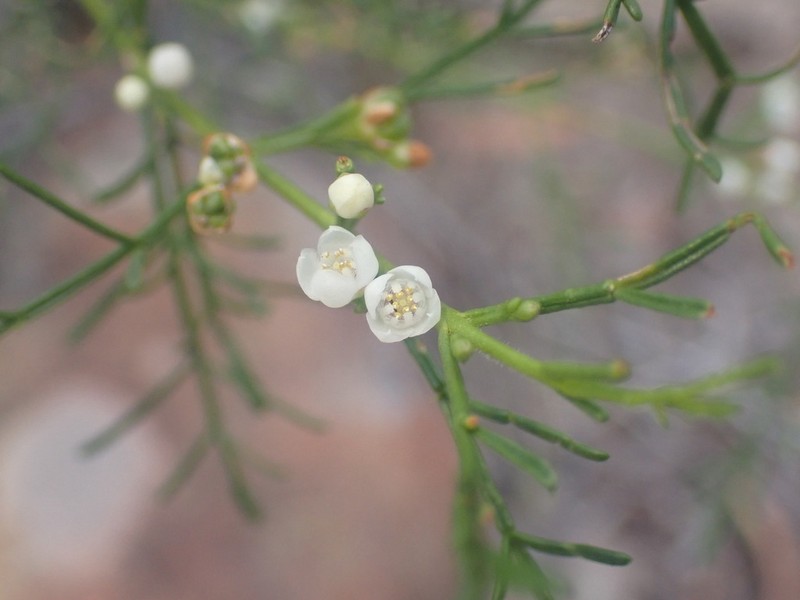 Cyanothamnus bipinnatus photo 8