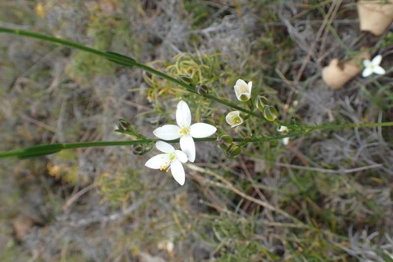 Cyanothamnus bussellianus