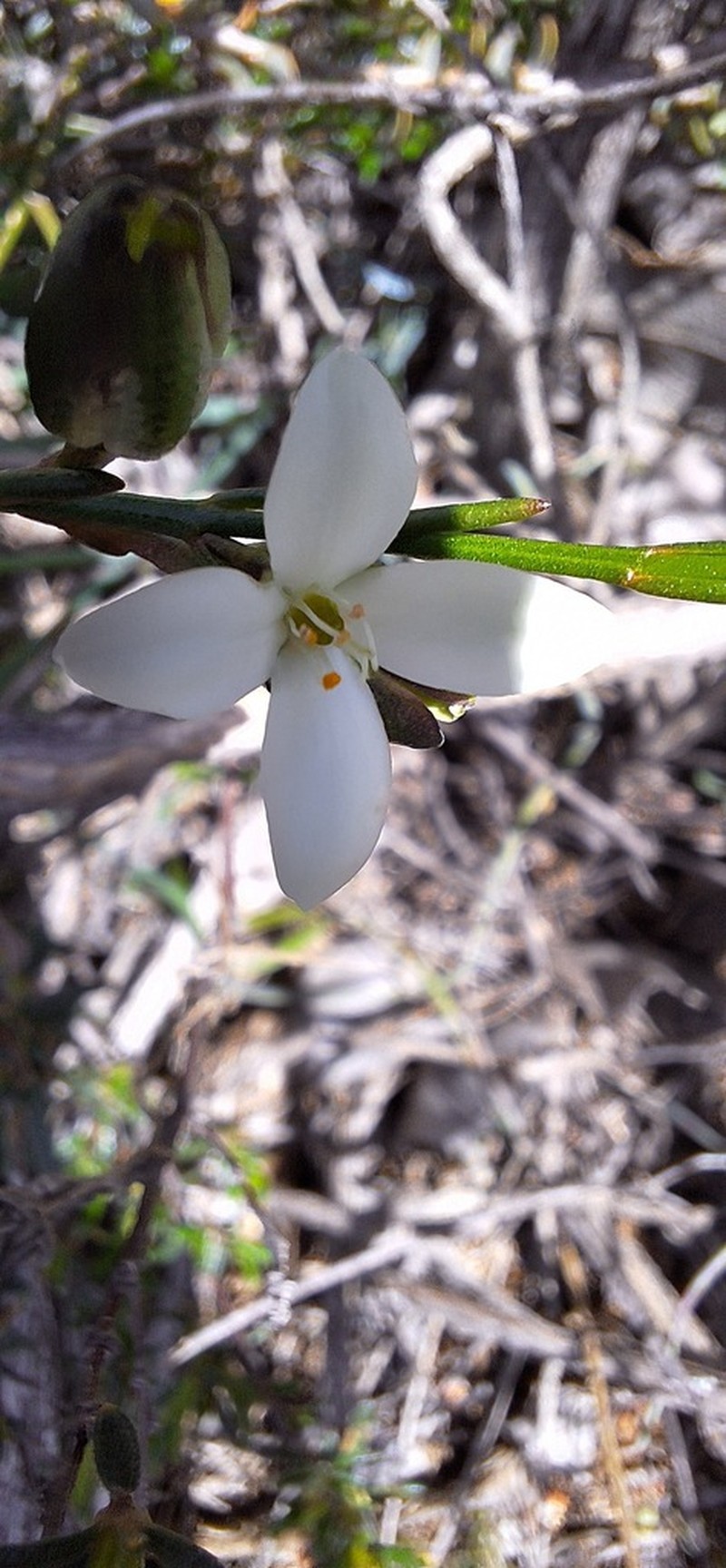 Cyanothamnus bussellianus photo 2