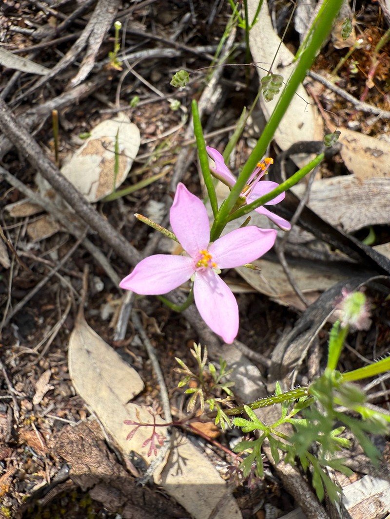 Cyanothamnus bussellianus photo 3