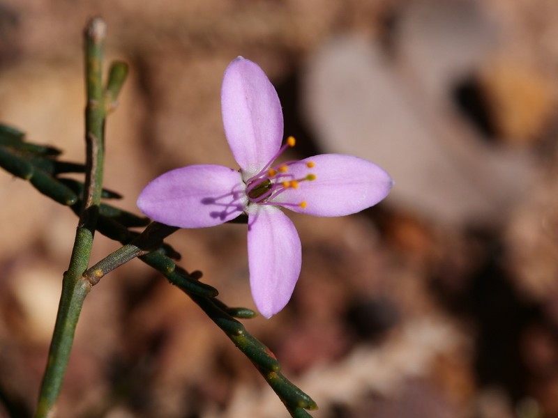 Cyanothamnus bussellianus photo 4