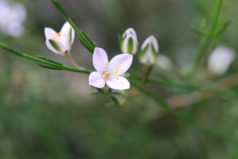 Cyanothamnus bussellianus photo 5