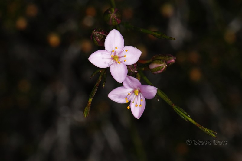 Cyanothamnus bussellianus photo 6