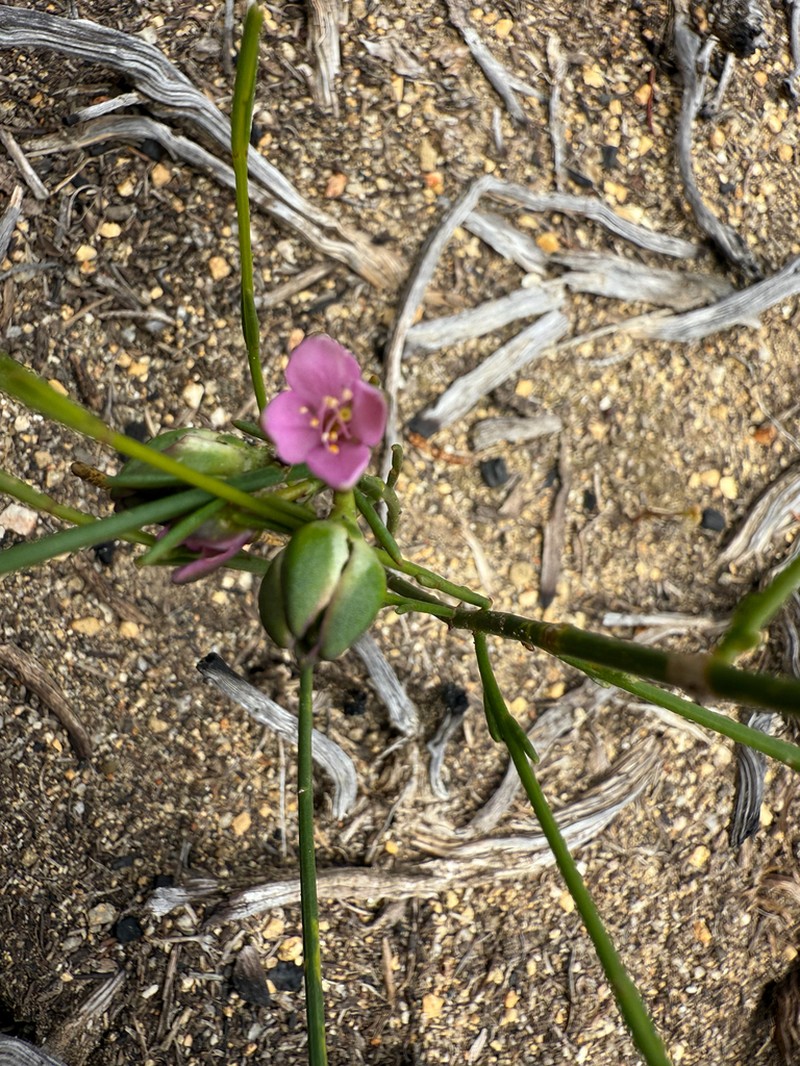 Cyanothamnus bussellianus photo 7