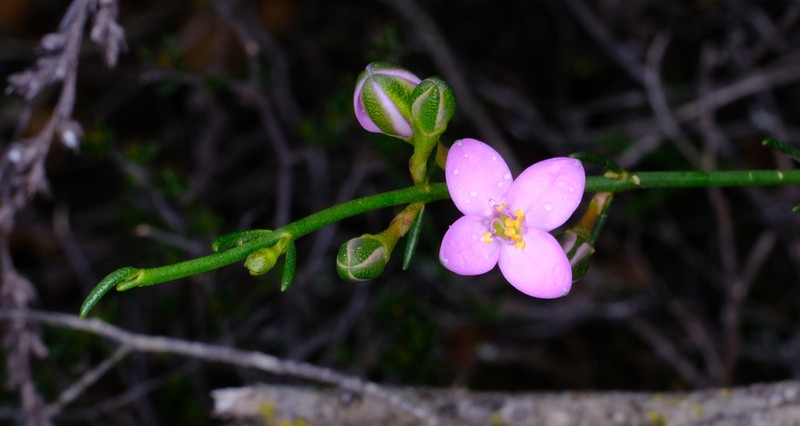 Cyanothamnus bussellianus photo 8