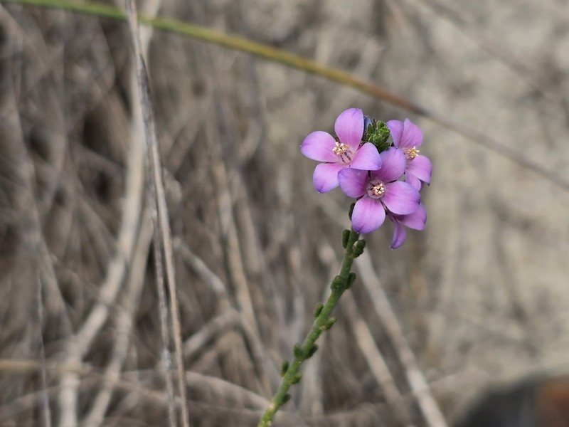 Cyanothamnus coerulescens