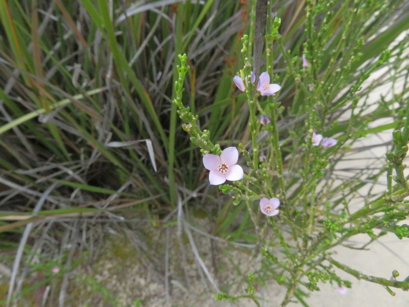 Cyanothamnus coerulescens photo 2