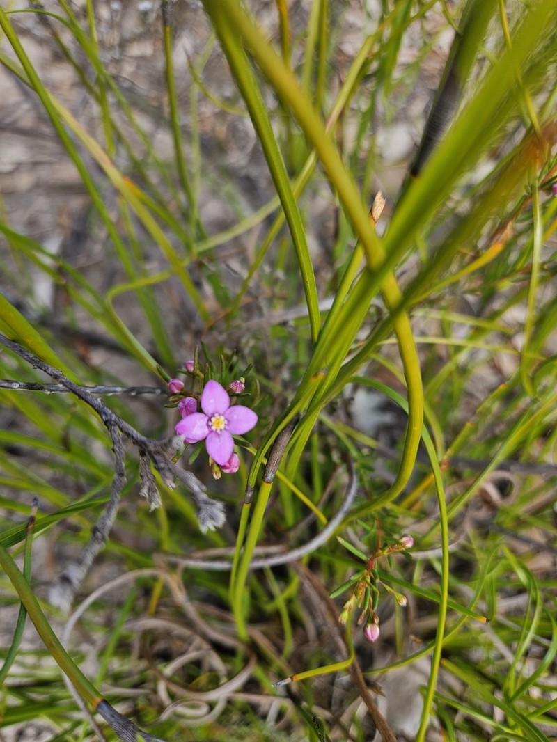 Cyanothamnus coerulescens photo 3