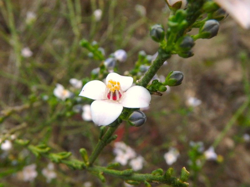 Cyanothamnus coerulescens photo 4