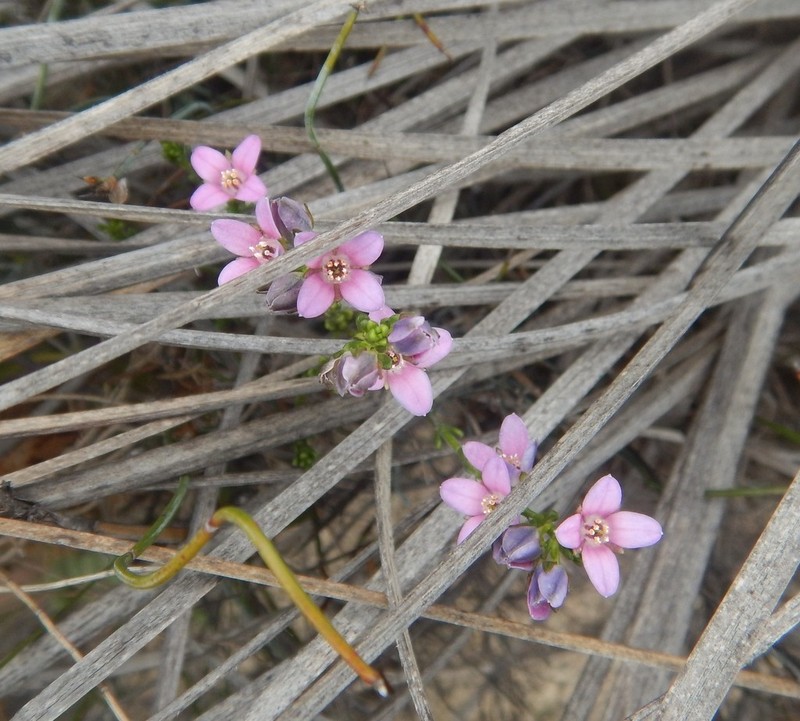 Cyanothamnus coerulescens photo 5