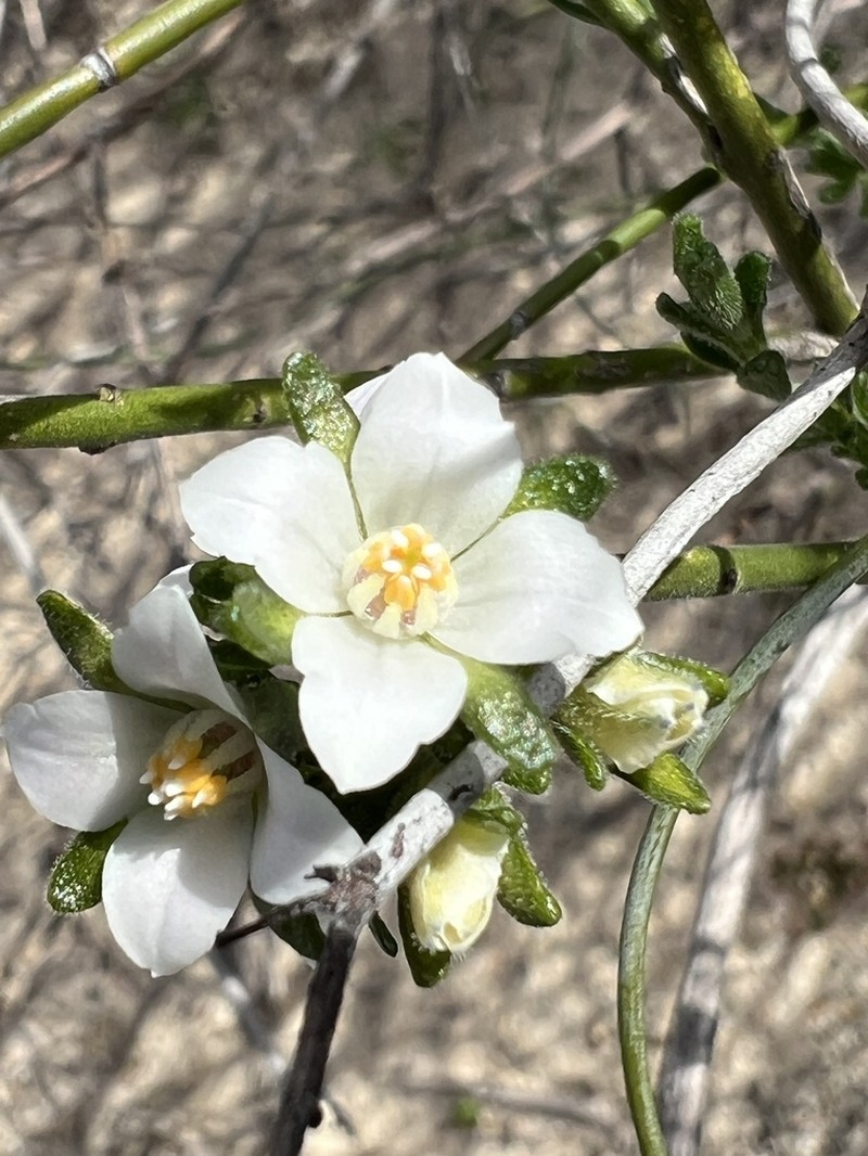 Cyanothamnus coerulescens photo 6