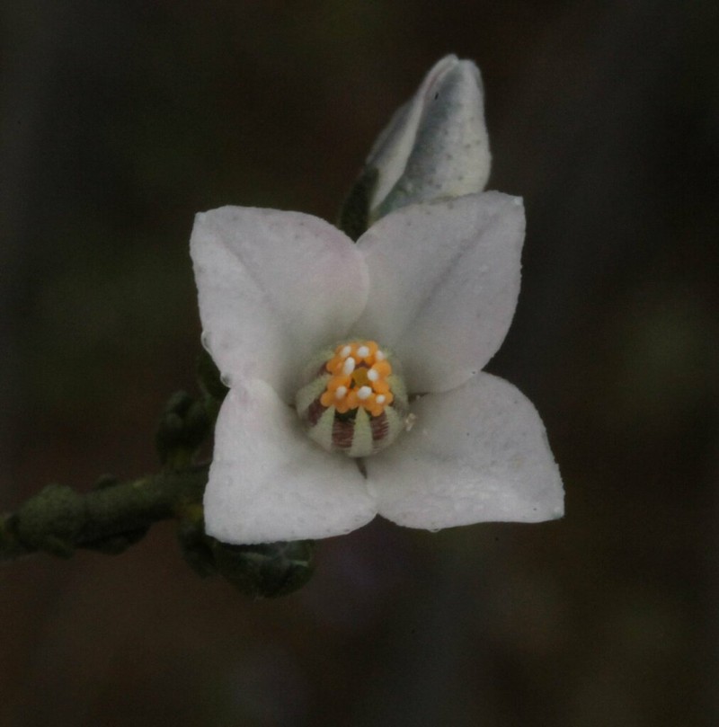 Cyanothamnus coerulescens photo 7