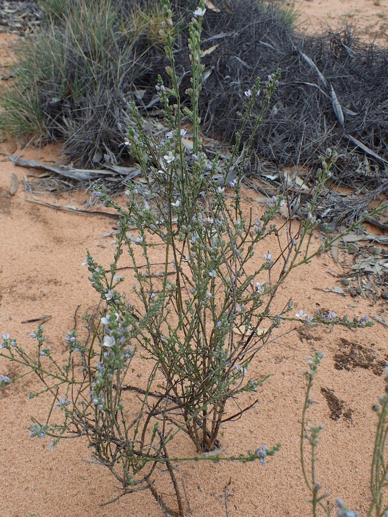 Cyanothamnus coerulescens photo 8