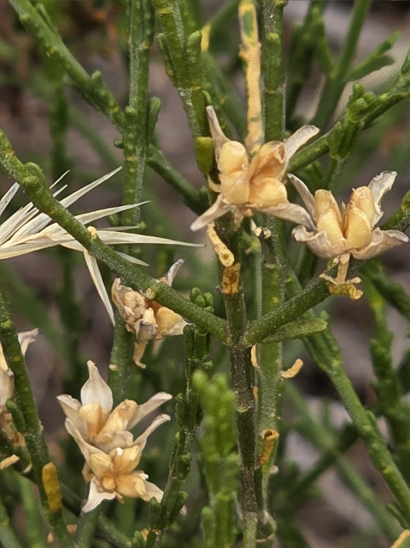 Cyanothamnus coerulescens subsp. coerulescens