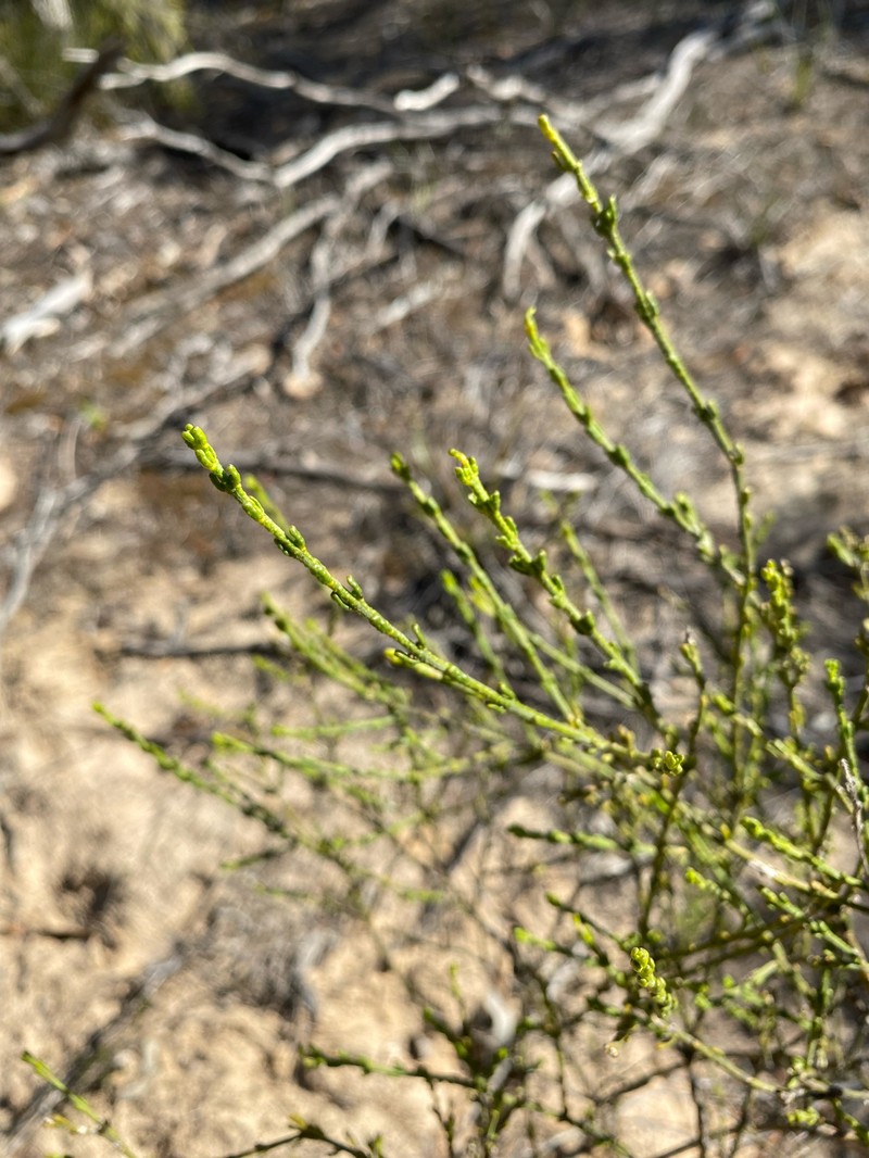 Cyanothamnus coerulescens subsp. coerulescens photo 2