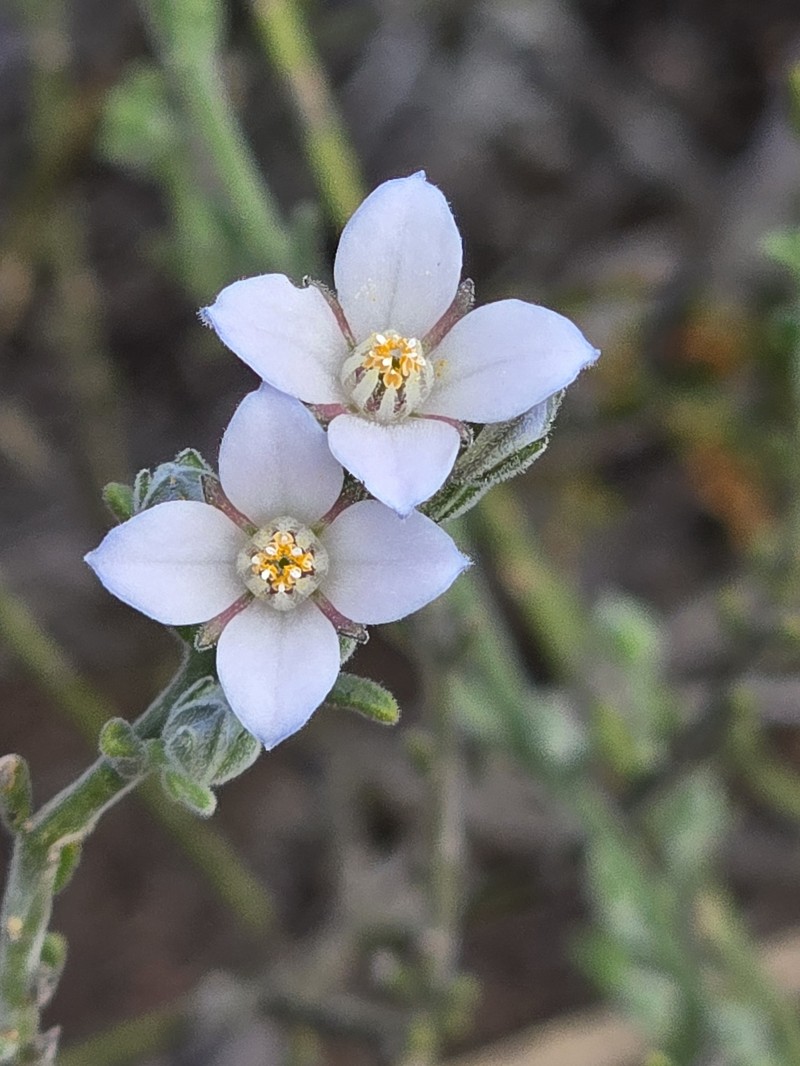 Cyanothamnus coerulescens subsp. coerulescens photo 3