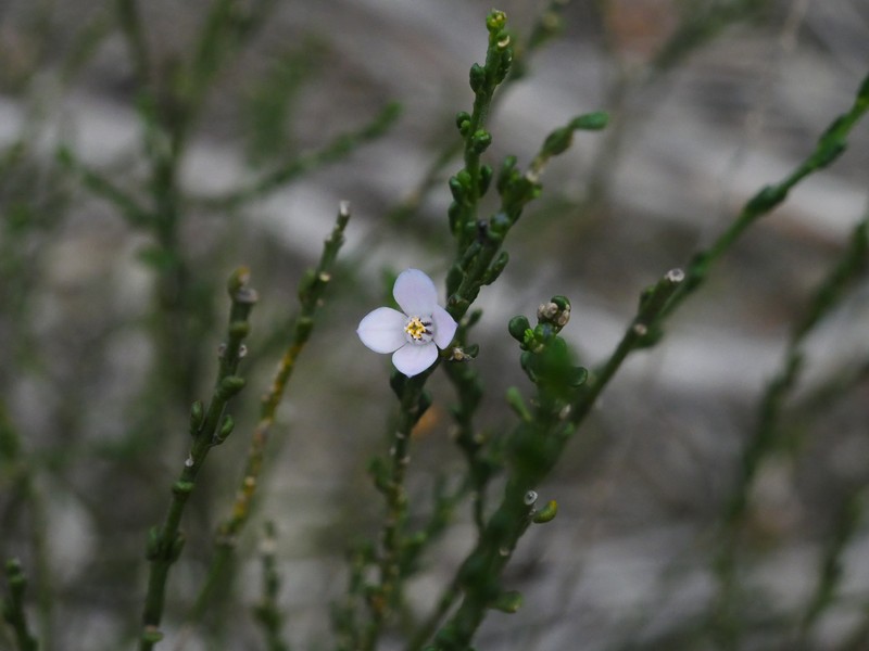 Cyanothamnus coerulescens subsp. coerulescens photo 4