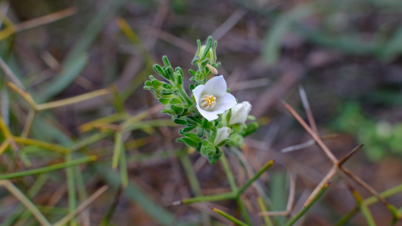 Cyanothamnus coerulescens subsp. spicatus