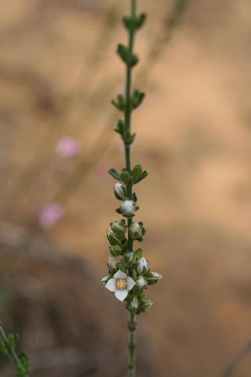 Cyanothamnus coerulescens subsp. spicatus photo 2