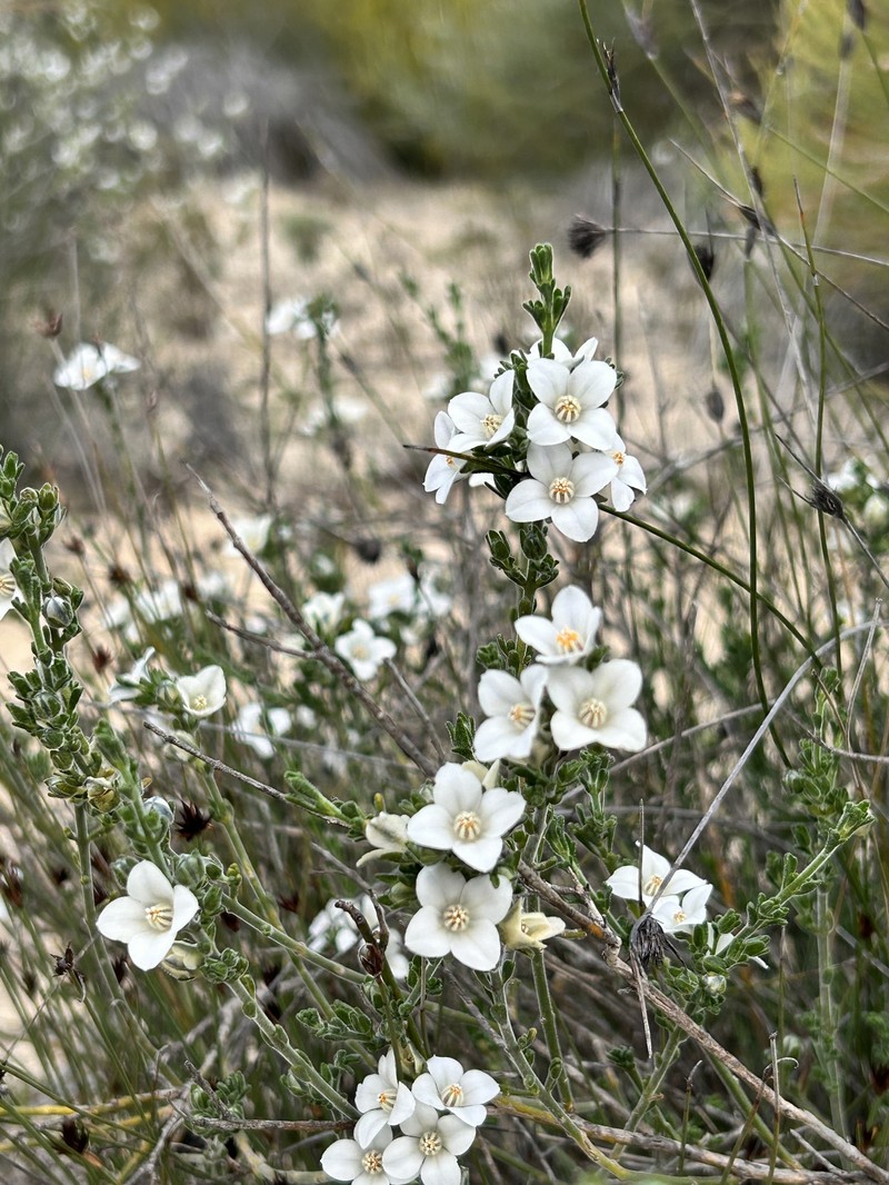 Cyanothamnus coerulescens subsp. spinescens