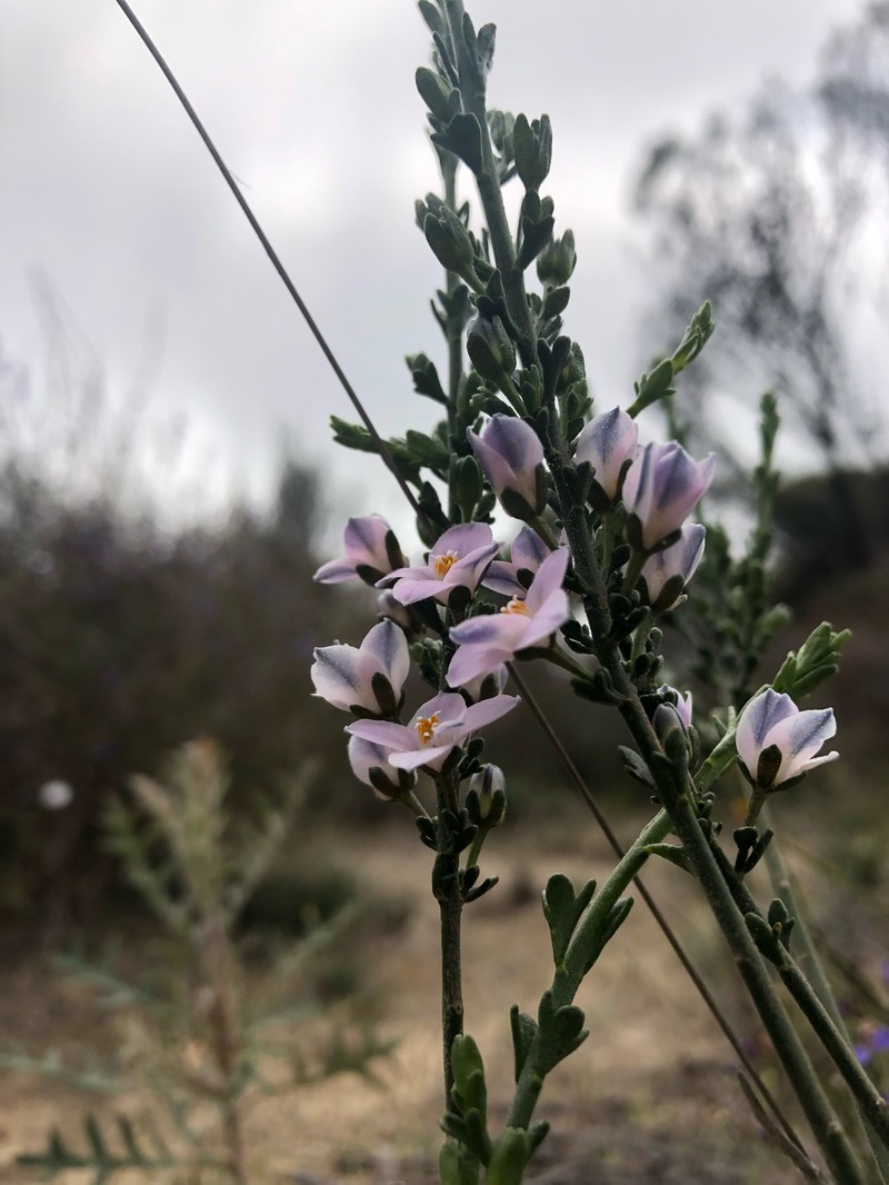 Cyanothamnus coerulescens subsp. spinescens photo 2