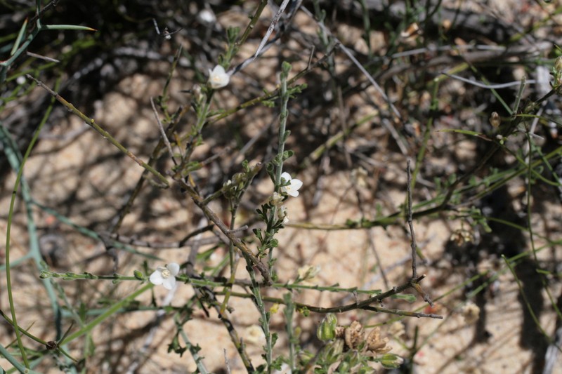 Cyanothamnus coerulescens subsp. spinescens photo 3