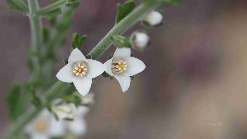 Cyanothamnus coerulescens subsp. spinescens photo 4