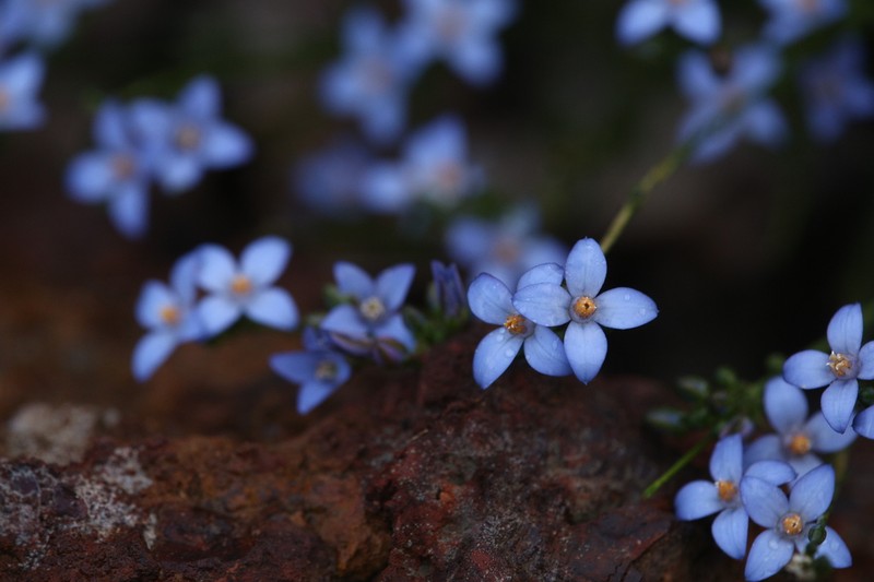 Cyanothamnus defoliatus