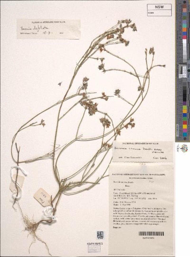 Cyanothamnus defoliatus photo 4