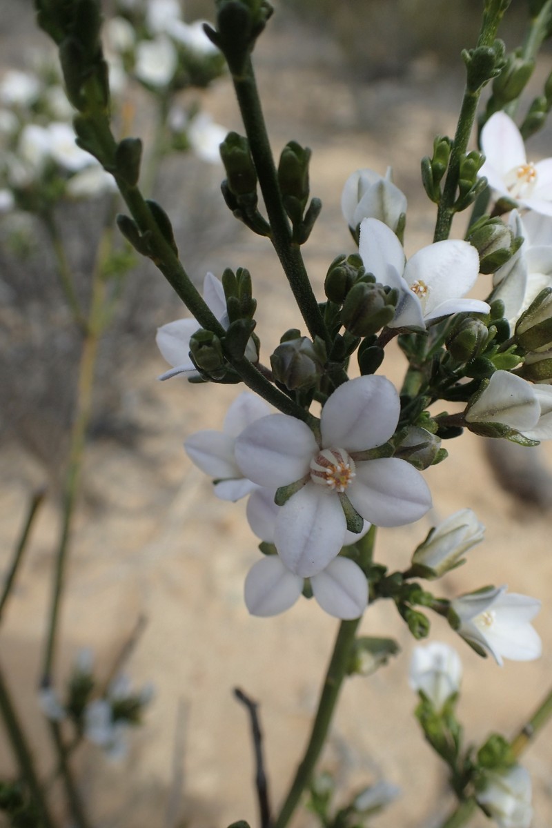 Cyanothamnus fabianoides