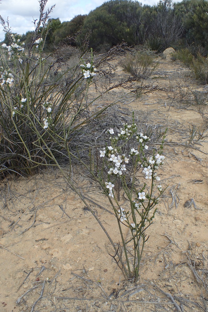 Cyanothamnus fabianoides photo 2