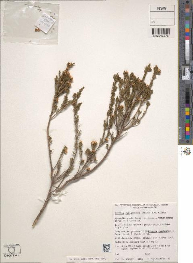 Cyanothamnus fabianoides subsp. fabianoides