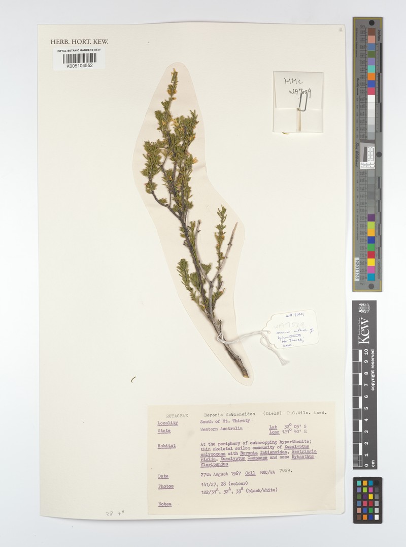 Cyanothamnus fabianoides subsp. fabianoides photo 2