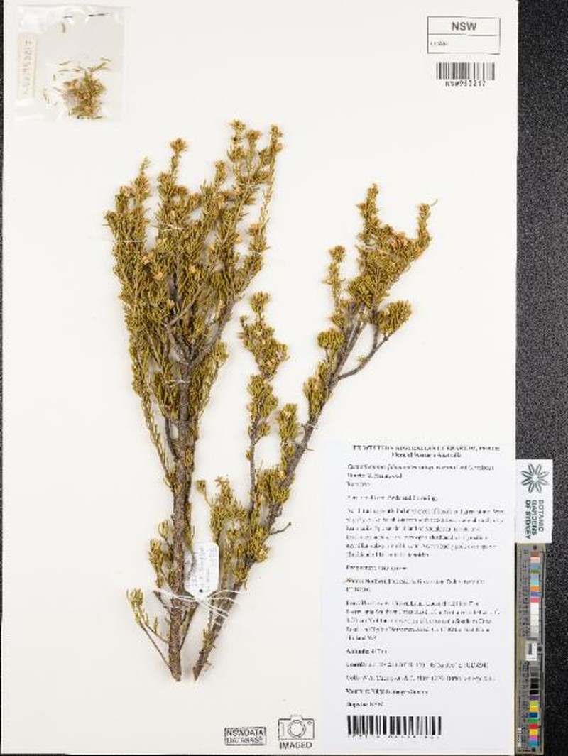 Cyanothamnus fabianoides subsp. roseus