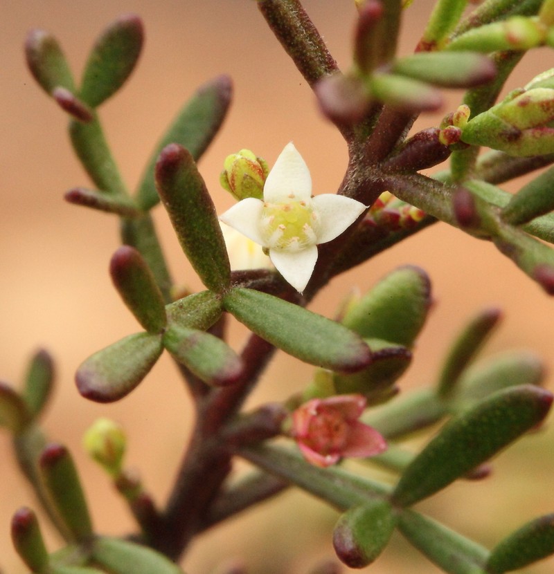 Cyanothamnus inconspicuus