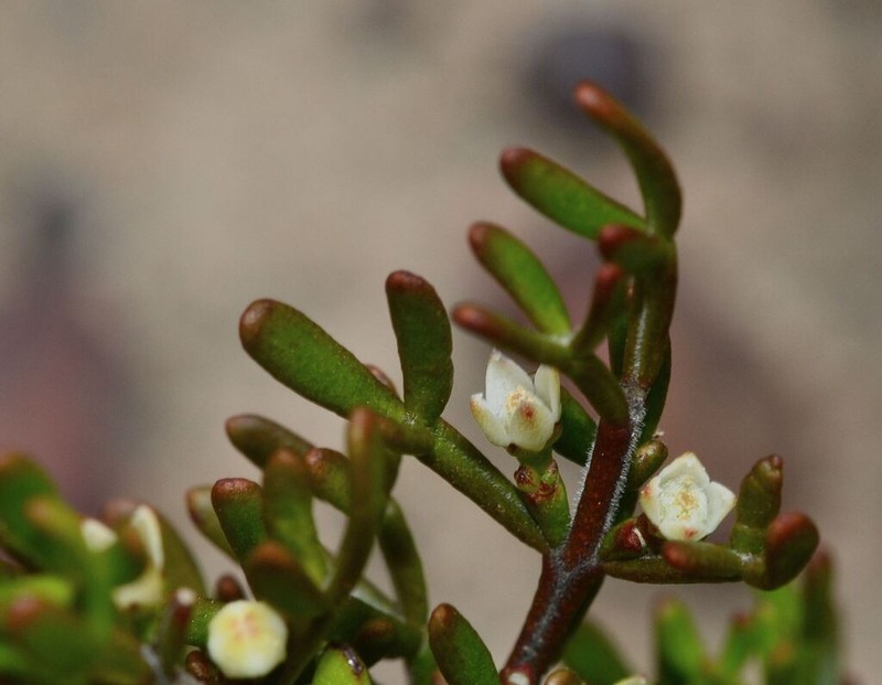 Cyanothamnus inconspicuus photo 3
