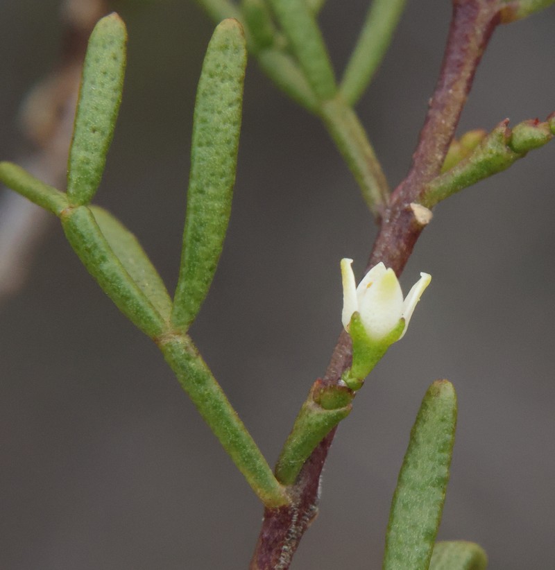 Cyanothamnus inconspicuus photo 4