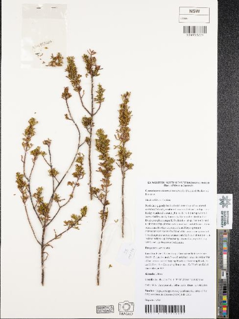 Cyanothamnus inconspicuus photo 6