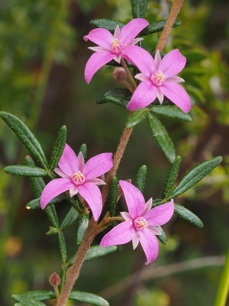 Cyanothamnus inflexus