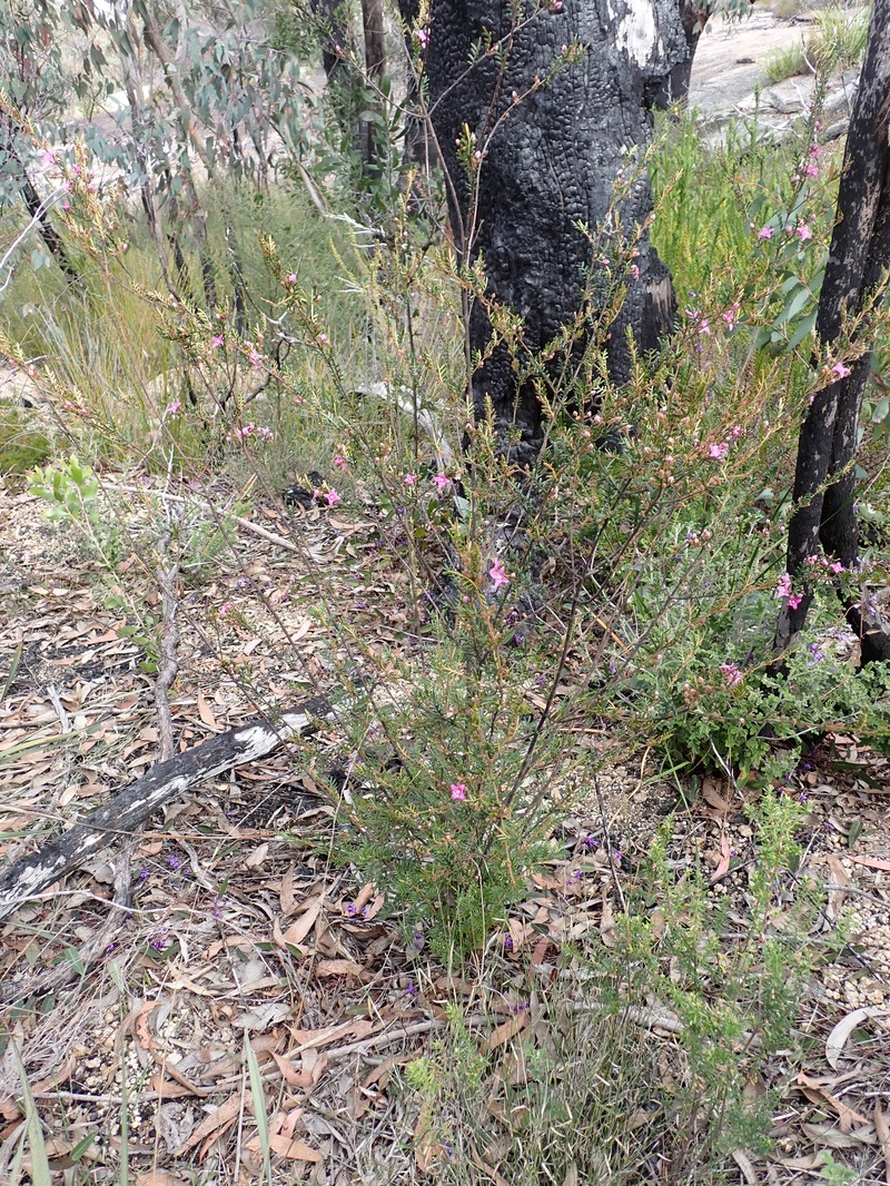 Cyanothamnus inflexus photo 2
