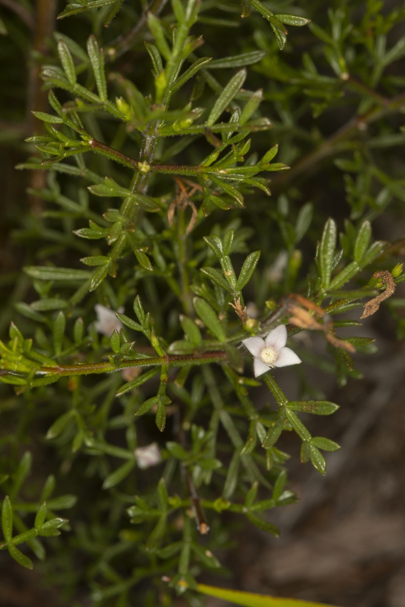 Cyanothamnus inflexus photo 3
