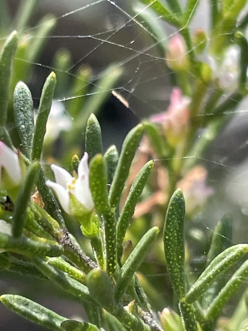 Cyanothamnus inflexus photo 5