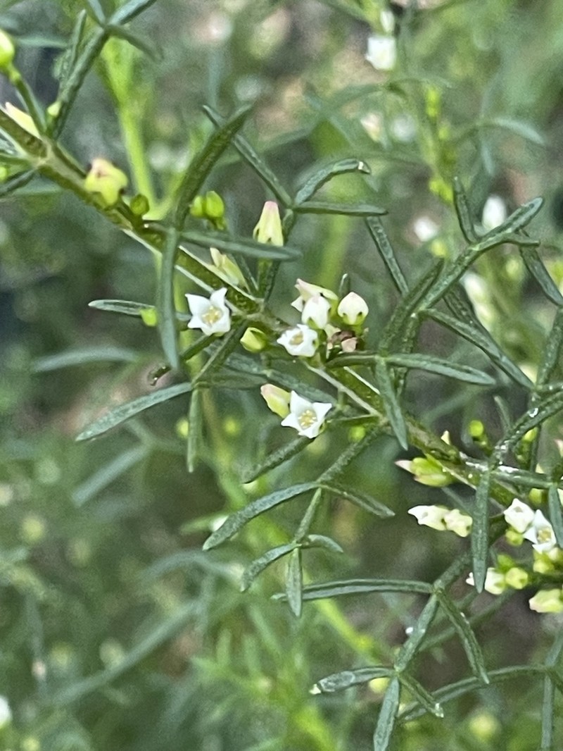 Cyanothamnus inflexus photo 6