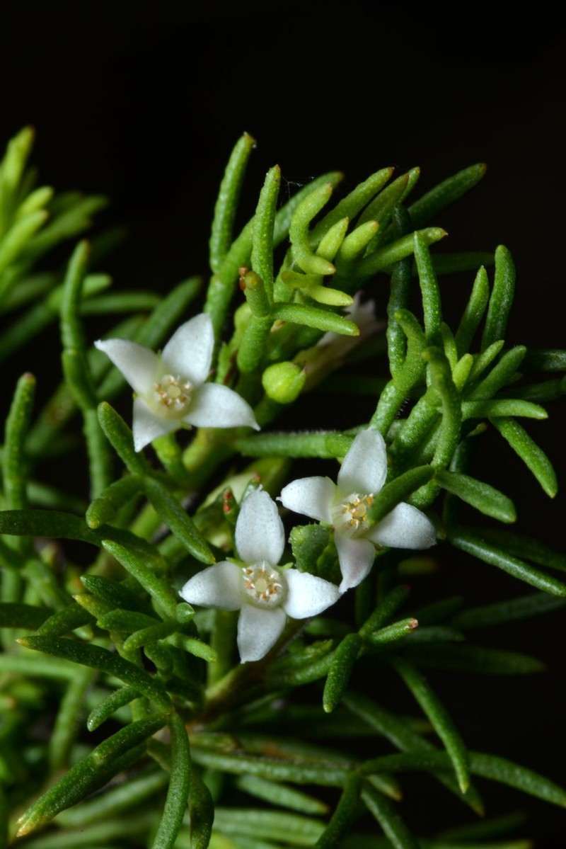Cyanothamnus inflexus subsp. inflexus