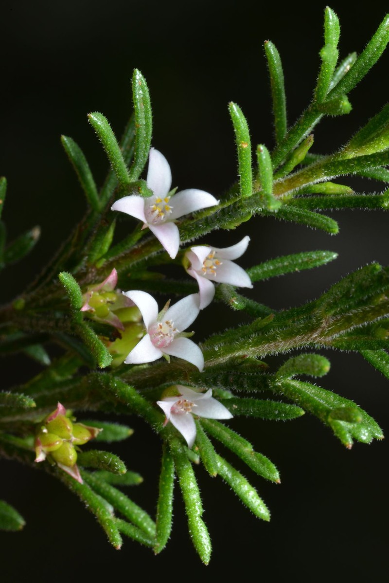 Cyanothamnus inflexus subsp. inflexus photo 2